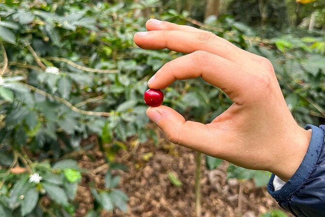 full-day-learning-about-the-process-of-the-best-coffee-in-the-world