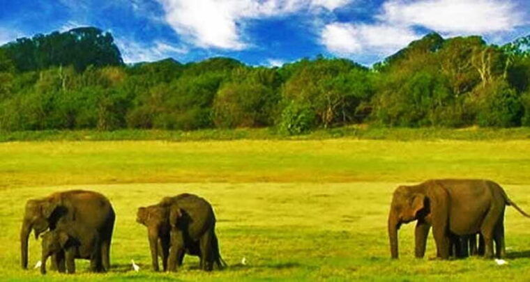full-day-leopard-safari-at-yala-and-traditional-curd-tasting