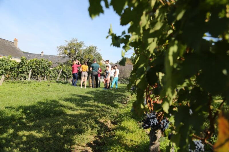 full-day-loire-valley-wine-tour-with-lunch-vouvray-chinon