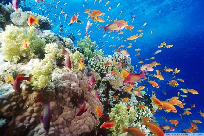 Full Day Marsa Mubarak Snorkeling Sea Trip & Lunch With Transfer  Marsa Alam - Key Points