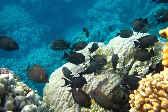 Full Day Marsa Mubarak Snorkeling Sea Trip & Lunch With Transfer  Marsa Alam - Who Will Love This Tour?