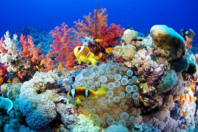 Full Day Marsa Mubarak Snorkeling Sea Trip & Lunch With Transfer  Marsa Alam - The Sum Up