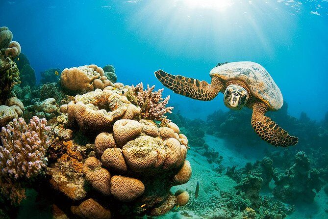 Full Day Marsa Mubarak Snorkeling Sea Trip & Lunch With Transfer  Marsa Alam - FAQ