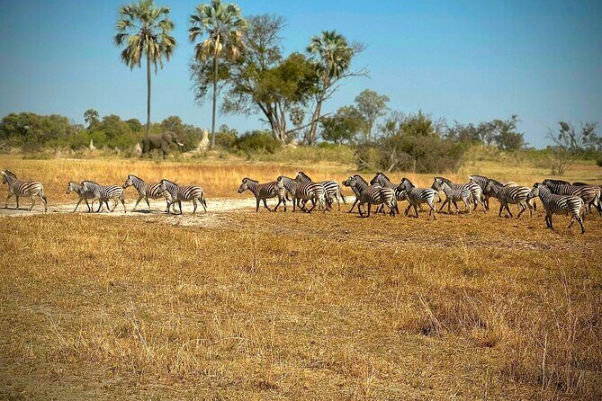 Full-Day Mokoro Experience in the Okavango Delta - A Closer Look at the Full-Day Mokoro Experience