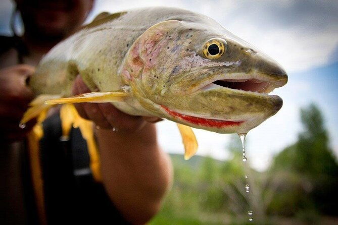 full-day-montana-fly-fishing-adventure