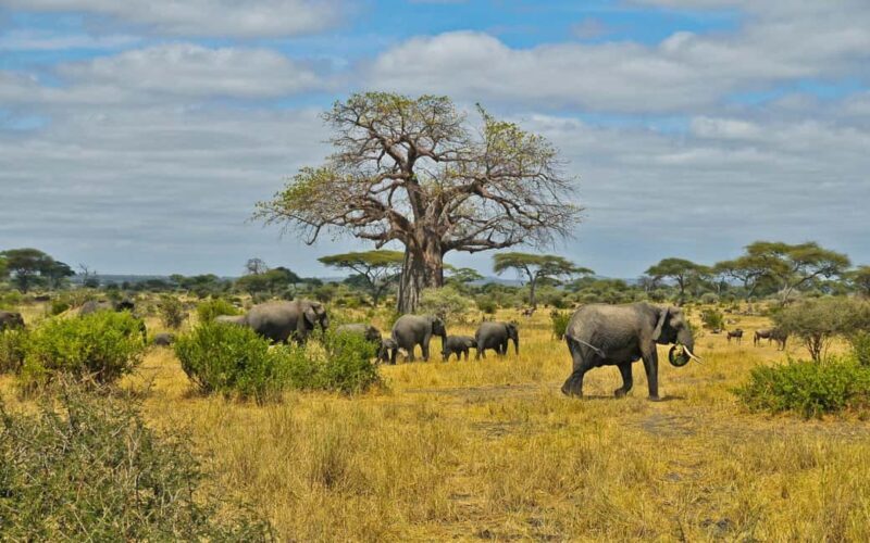 Full Day Moremi Safari Experience from Maun - Why This Tour Works