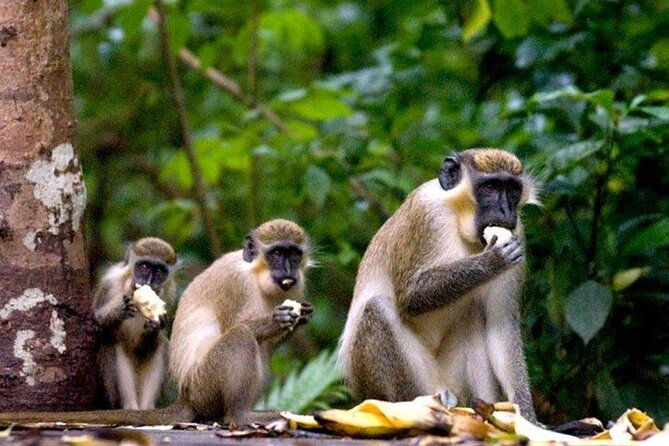 full-day-natural-heritage-tour-in-barbados-with-lunch