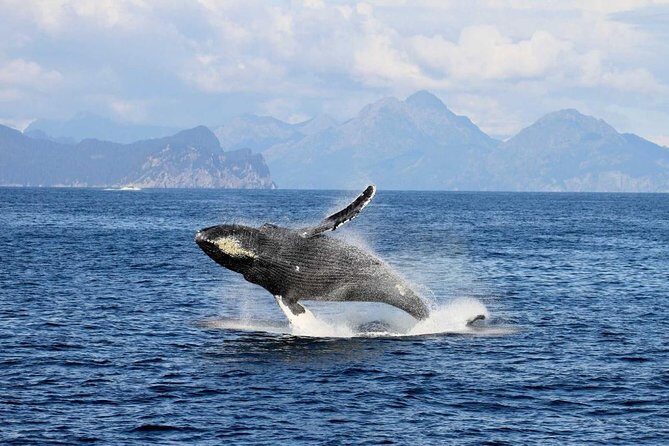 Full day Northwestern Glacier & Wildlife Tour from Seward - The Full Itinerary Breakdown