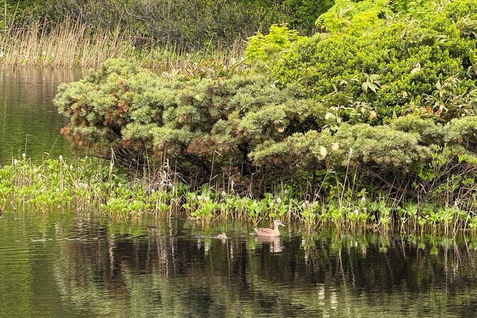 Full day Oirase Stream and Lake Towada Tour - Exploring the Itinerary in Detail