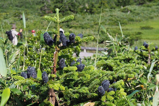 Full day Oirase Stream and Lake Towada Tour - Authentic Insights from Reviewers