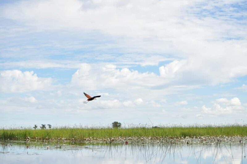 Full Day Okavango Mokoro Tour - How the Tour Offers Real Value