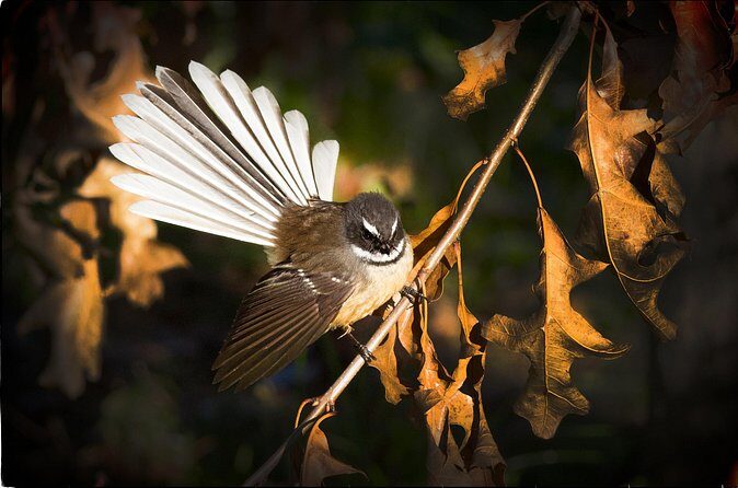 Full-Day Omaka Aviation Heritage Center and Wine Tasting Tour - The Sum Up