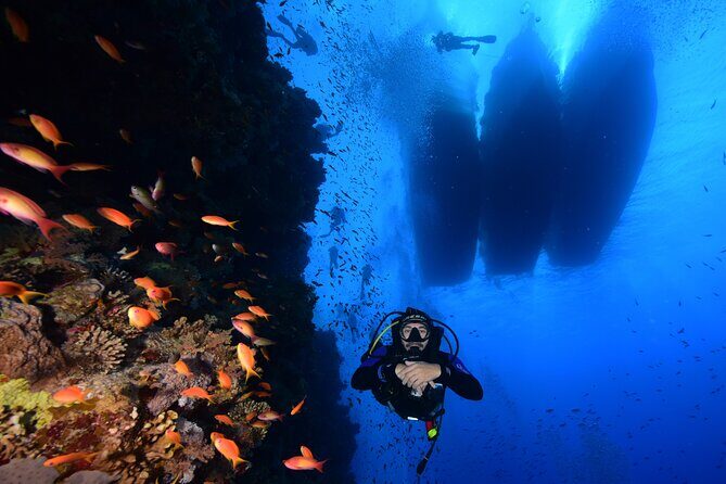 Full Day on Boat with 2 Dives in the Marine Parks of Sharm - Key Points