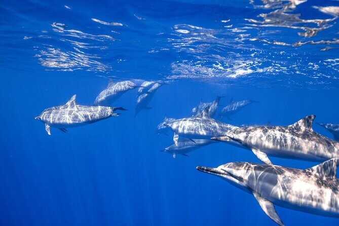 Full Day on Boat with 2 Dives in the Marine Parks of Sharm - Who Will Love This Experience?