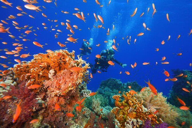 Full Day on Boat with 2 Dives in the Marine Parks of Sharm - Final Thoughts