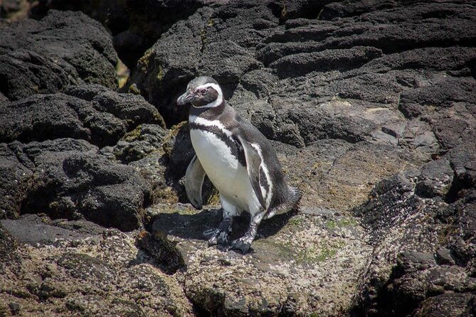 full-day-on-chiloe-island-visiting-penguins-in-punihuil