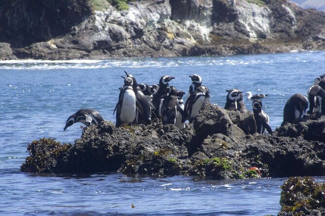 full-day-on-chiloe-island-visiting-penguins-in-punihuil