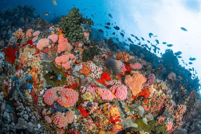 Full-Day Open Trip Diving in Komodo for Certified Divers - Key Points