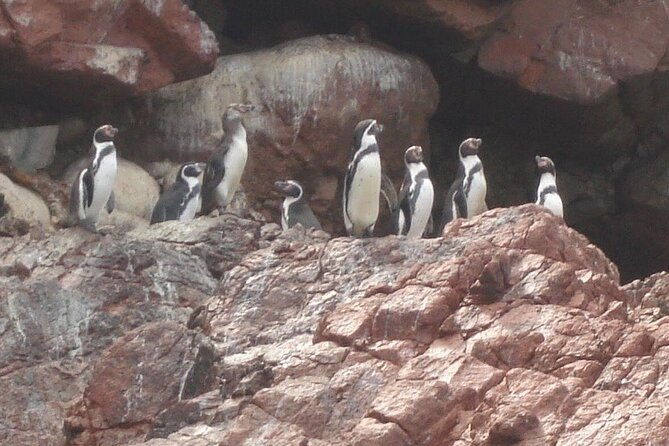 full-day-paracas-islas-ballestas-with-sandboarding-and-dune-buggy