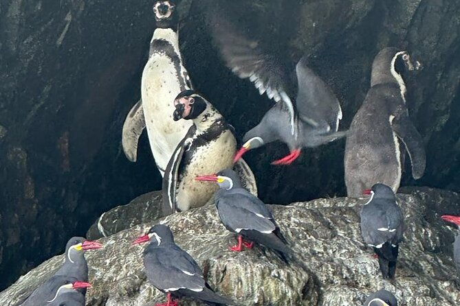full-day-paracas-islas-ballestas-with-sandboarding-and-dune-buggy