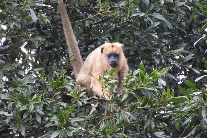 full-day-paraguay-river-nature-and-wildlife-boat-tour