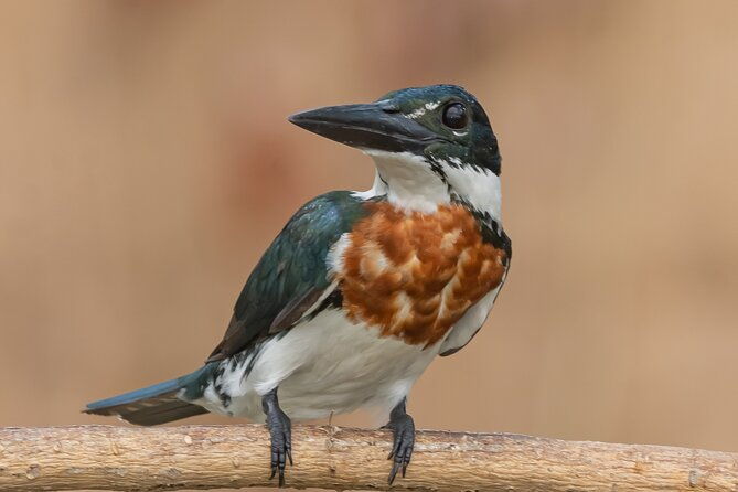 full-day-paraguay-river-nature-and-wildlife-boat-tour