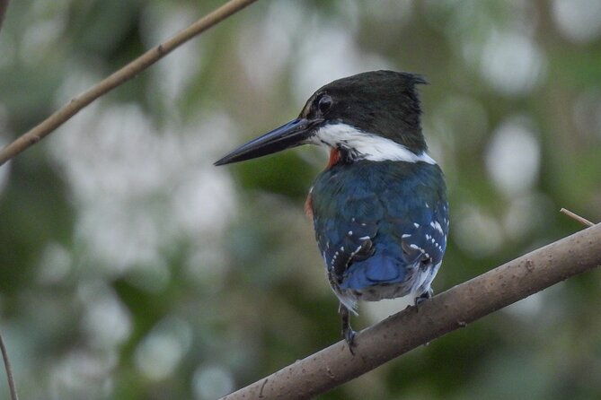 full-day-paraguay-river-nature-and-wildlife-boat-tour