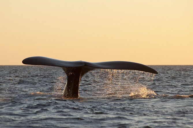 full-day-peninsula-valdes-optional-whales-watching-navigation