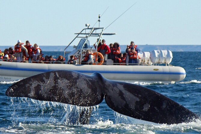 full-day-peninsula-valdes-optional-whales-watching-navigation