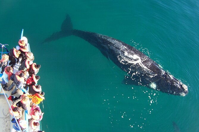 full-day-peninsula-valdes-optional-whales-watching-navigation