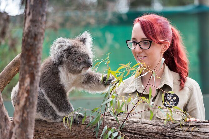 Full-Day Phillip Island Tour with Kangaroo, Koala and Penguin Parade - Our Review of the Full-Day Phillip Island Tour with Kangaroo, Koala, and Penguin Parade