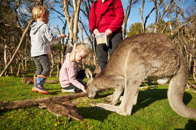 Full-Day Phillip Island Tour with Kangaroo, Koala and Penguin Parade - Key Points