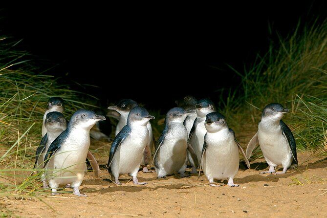 Full-Day Phillip Island Tour with Kangaroo, Koala and Penguin Parade - Transportation and Group Size