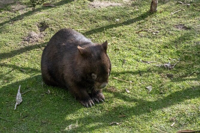 Full-Day Phillip Island Tour with Kangaroo, Koala and Penguin Parade - Authentic Experiences and Tour Highlights