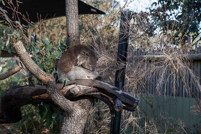 Full-Day Phillip Island Tour with Kangaroo, Koala and Penguin Parade - Who Is This Tour Best For?