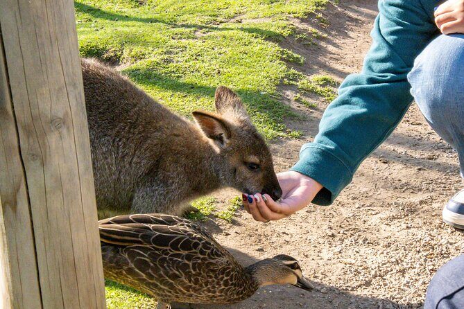 Full-Day Phillip Island Tour with Kangaroo, Koala and Penguin Parade - Final Thoughts