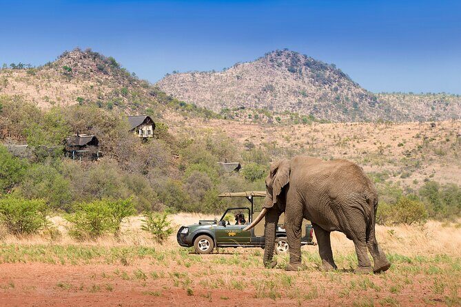 Full Day Pilanesberg Experience in Open Vehicle - Who Is This Tour Best For?