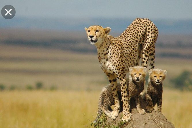 Full-Day Pilanesberg National Park from Johannesburg and Pretoria - Exploring the Itinerary in Detail