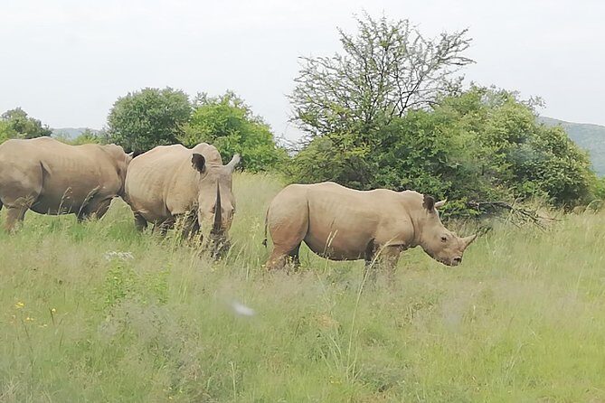 Full-Day Pilanesberg National Park from Johannesburg and Pretoria - Who Is This Tour Best For?
