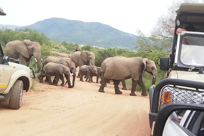 Full-Day Pilanesberg National Park from Johannesburg and Pretoria - Final Thoughts: Is This the Safari for You?