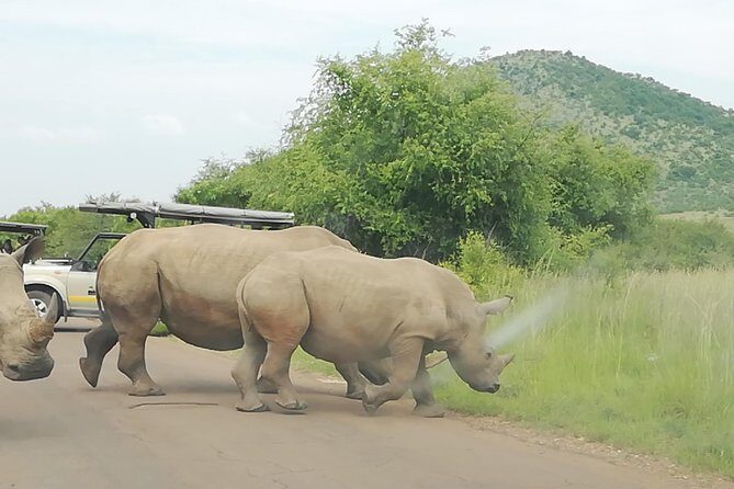 Full-Day Pilanesberg National Park from Johannesburg and Pretoria - FAQ