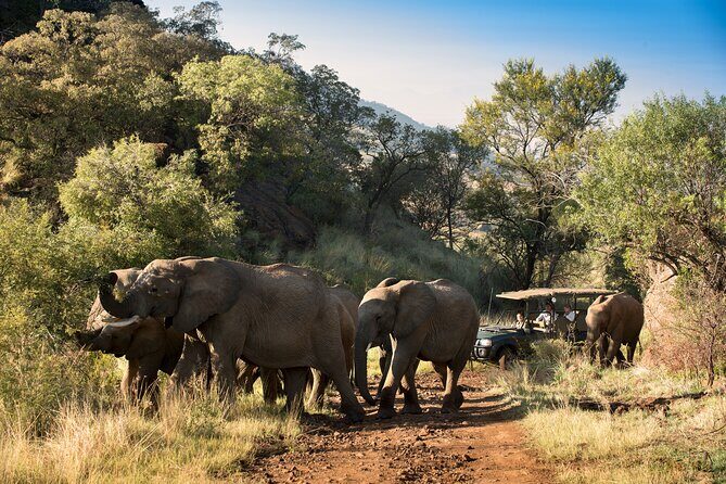 Full Day Pilanesberg Safari Adventure - Practical Details and Considerations