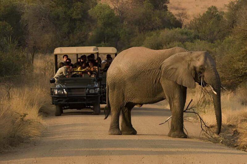 Full-Day Pilanesberg Safari from Sun City - Final Thoughts