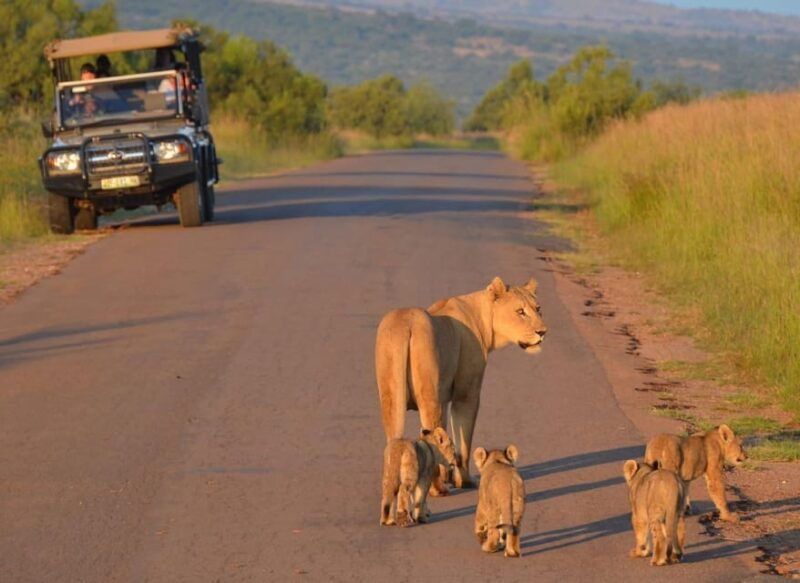 full-day-pilanesberg-safari-from-sun-city
