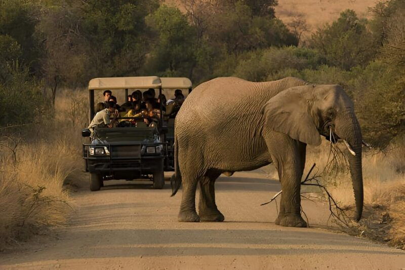full-day-pilanesberg-safari-from-sun-city