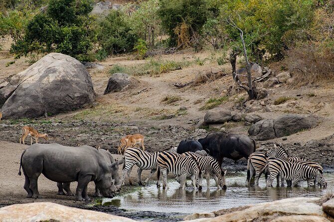 Full day Pilanesberg Safari Tour - Who Should Consider This Tour?