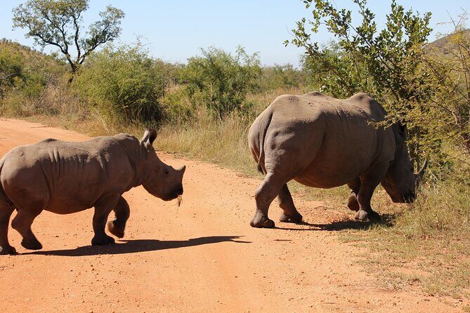 Full day Pilanesberg Safari Tour - Final Thoughts