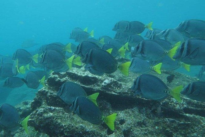 full-day-pinzon-island-finishing-in-la-fe-with-snorkeling-and-lunch-included