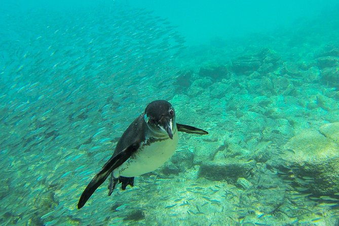 full-day-pinzon-island-snorkeling-and-fishing