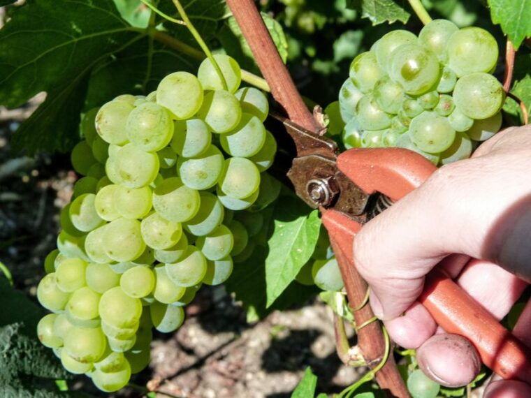 full-day-pommery-small-group-tour